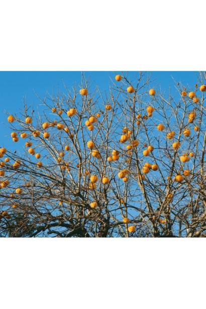 Дерево хурми «Насолода» в саду восени